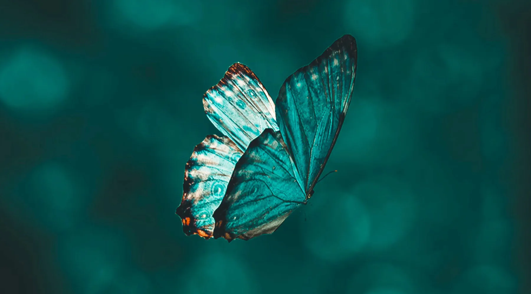 Mariposa, símbolo del proceso terapéutico